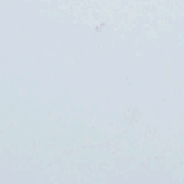 سنگ کورین برند جی اس پی | سمپل سنگ کورین | فراسنگ