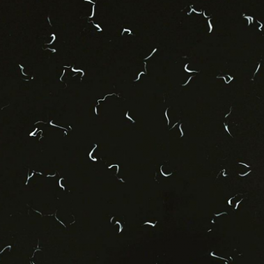 سنگ کورین برند فورمینو | سمپل سنگ کورین فورمینو | فراسنگ