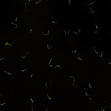 سنگ کورین برند فورمینو | سمپل سنگ کورین فورمینو | فراسنگ